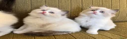 Ragdoll cats for sale: Ragdoll x Persian Kittens - Advert 8