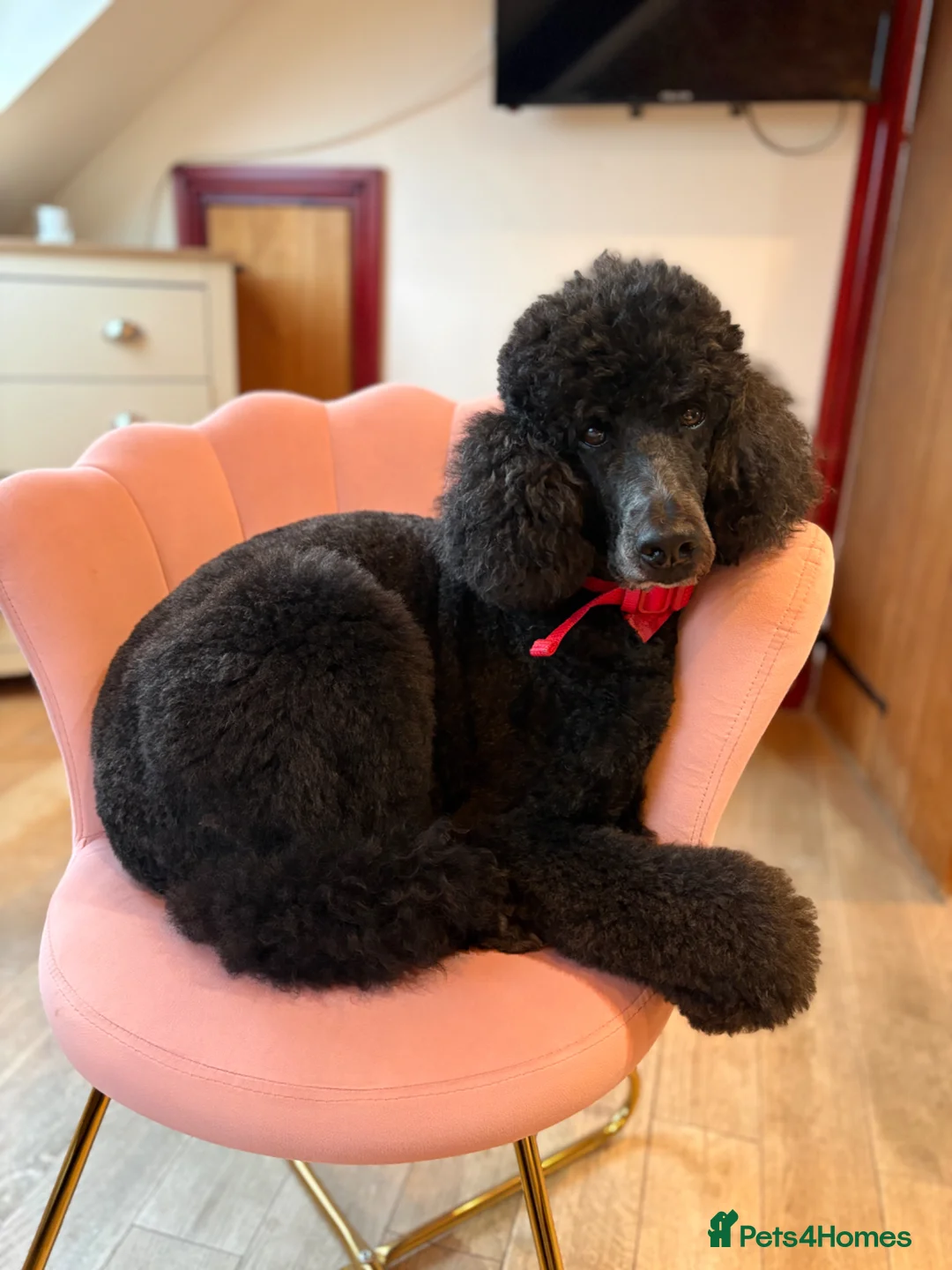 Standard Poodle dogs for sale: Looking for a loving forever Home ❤️ free - Advert 2