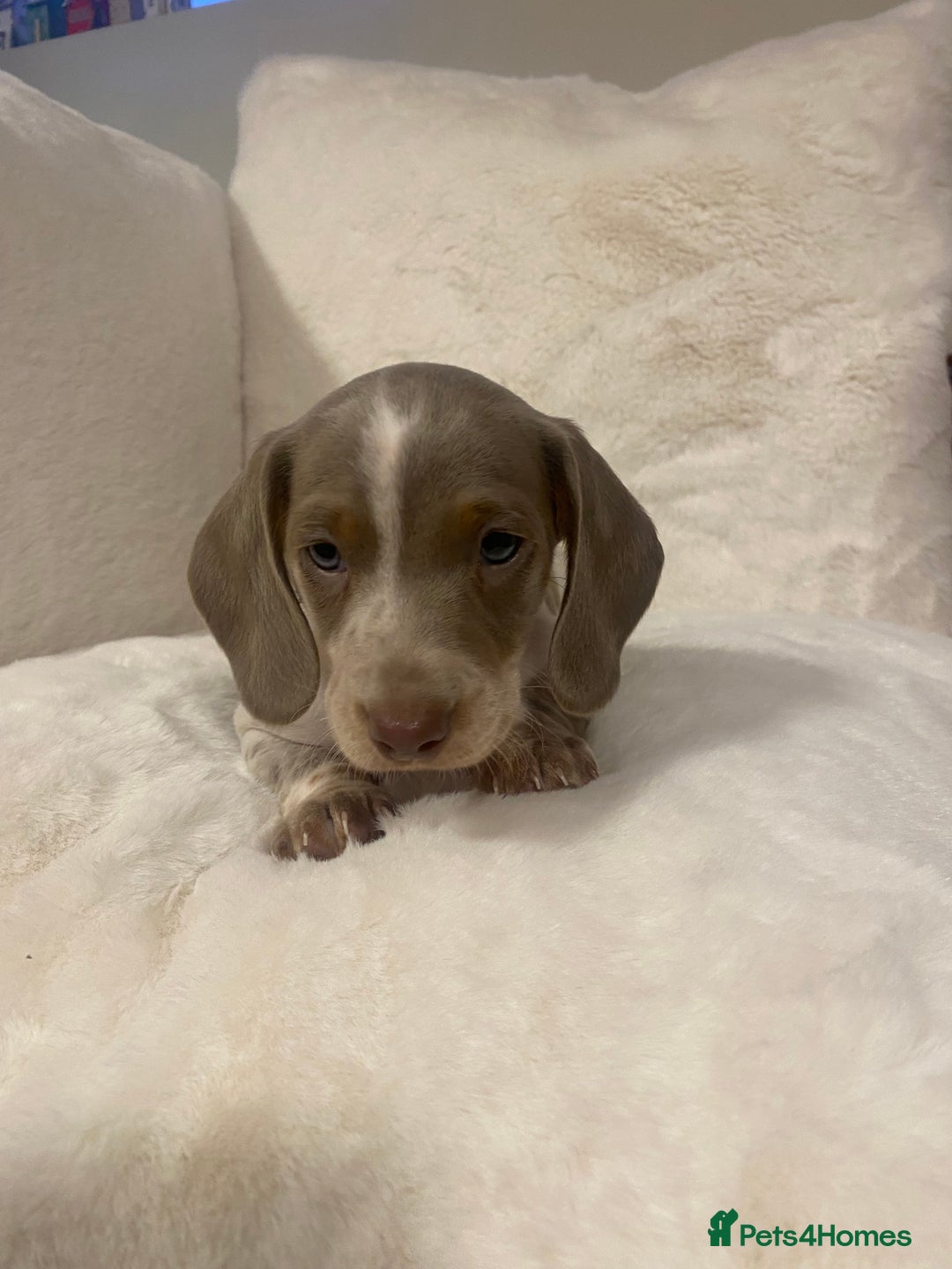 Miniature Dachshund dogs for sale: PRA Clear KC Registered Mini Dachshunds - Advert 10
