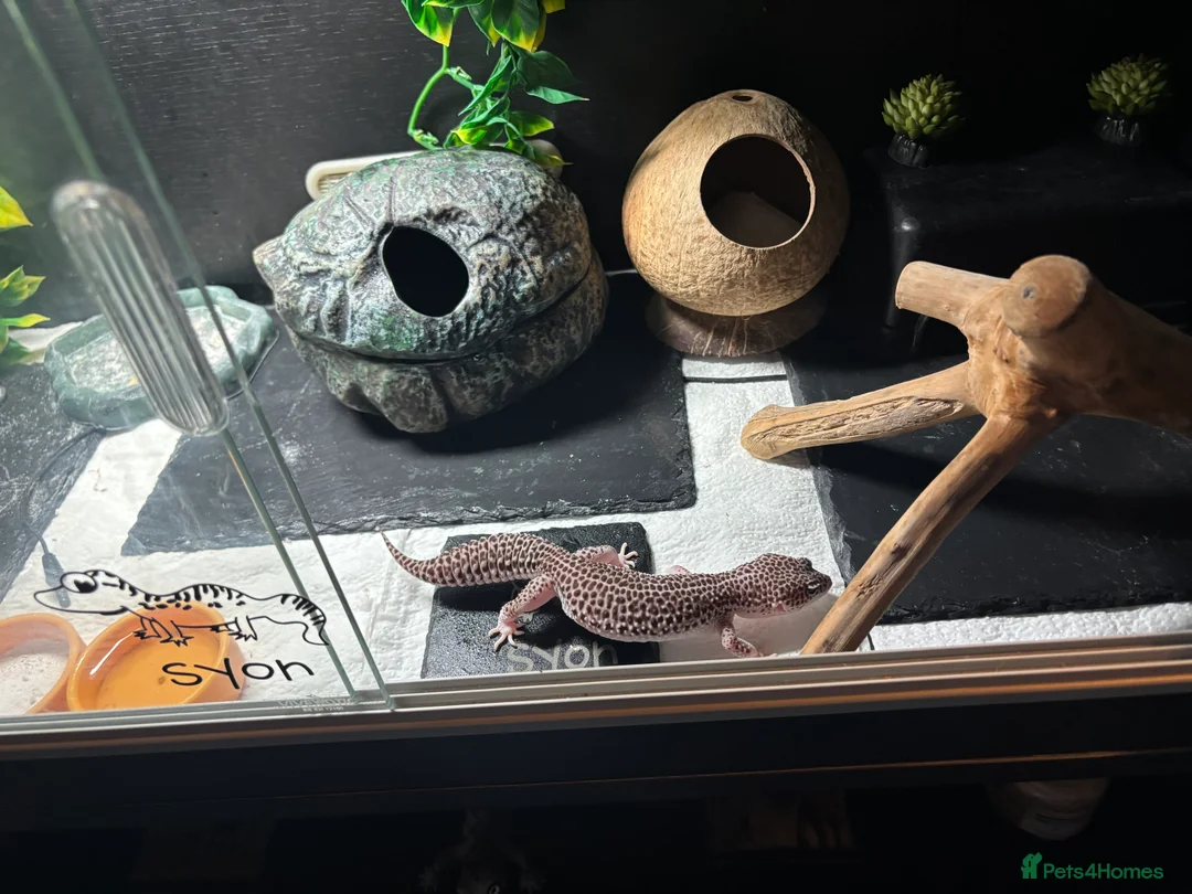 Leopard Gecko reptiles for sale: Female Supermack Snow Gecko - Advert 4