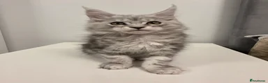 RESERVED Maine Coon Kitten 1 - Pink Female 