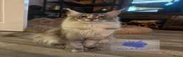 Maine Coon cats for sale: Stunning TICA registered Maine coon female kitten - Advert 3