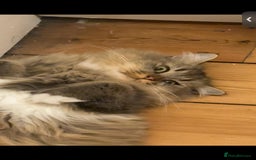 British Longhair cats for sale: Rehoming Purebred British Longhair  - Image 3