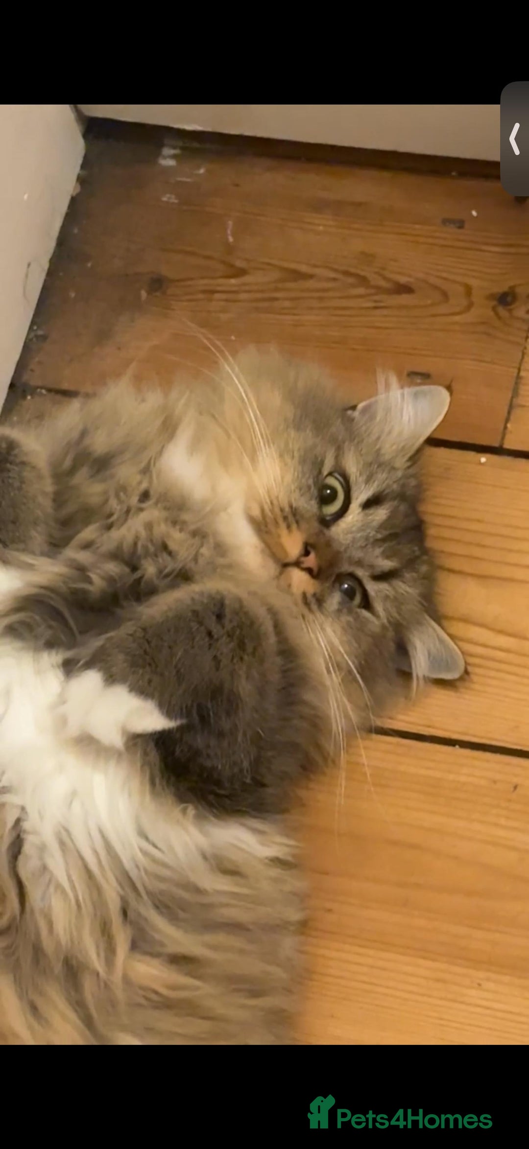 British Longhair cats for sale: Rehoming Purebred British Longhair  - Image 3