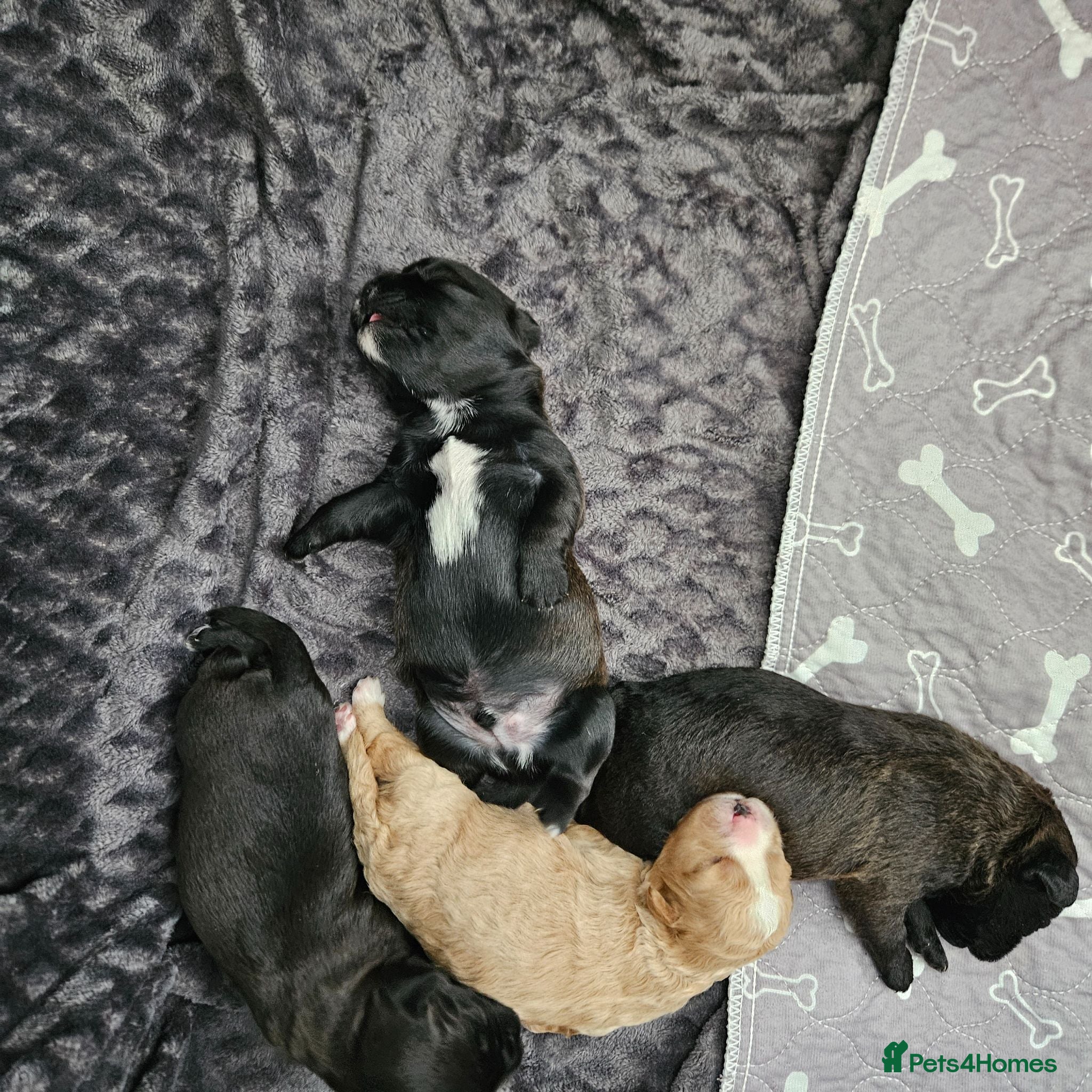 Shihpoo dogs Shiphoo puppies in Devon - Advert 9
