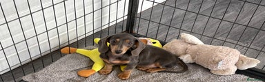 Miniature Dachshund Puppy 2