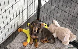 Miniature Dachshund dogs for sale: Mini Dachshund puppies for sale  - Image 6