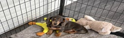 Miniature Dachshund dogs for sale: Mini Dachshund puppies for sale  - Advert 6