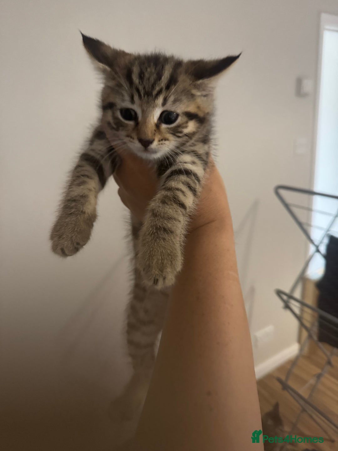 Mixed Breed cats for sale: 2 kittens looking for their forever homes - Image 11