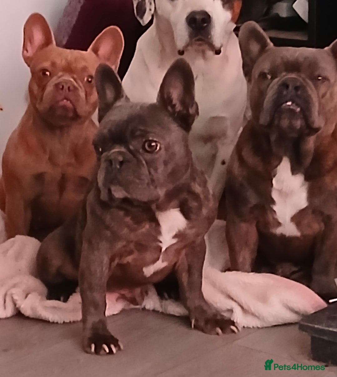 French Bulldog dogs Two Frenchie Brothers Looking for a New Home - Advert 2
