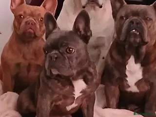 French Bulldog dogs Two Frenchie Brothers Looking for a New Home - Advert 2