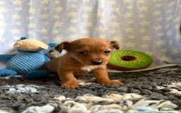 Mixed Breed dogs for sale: Stunning Tiny Yorkie Jack puppies  - Image 11
