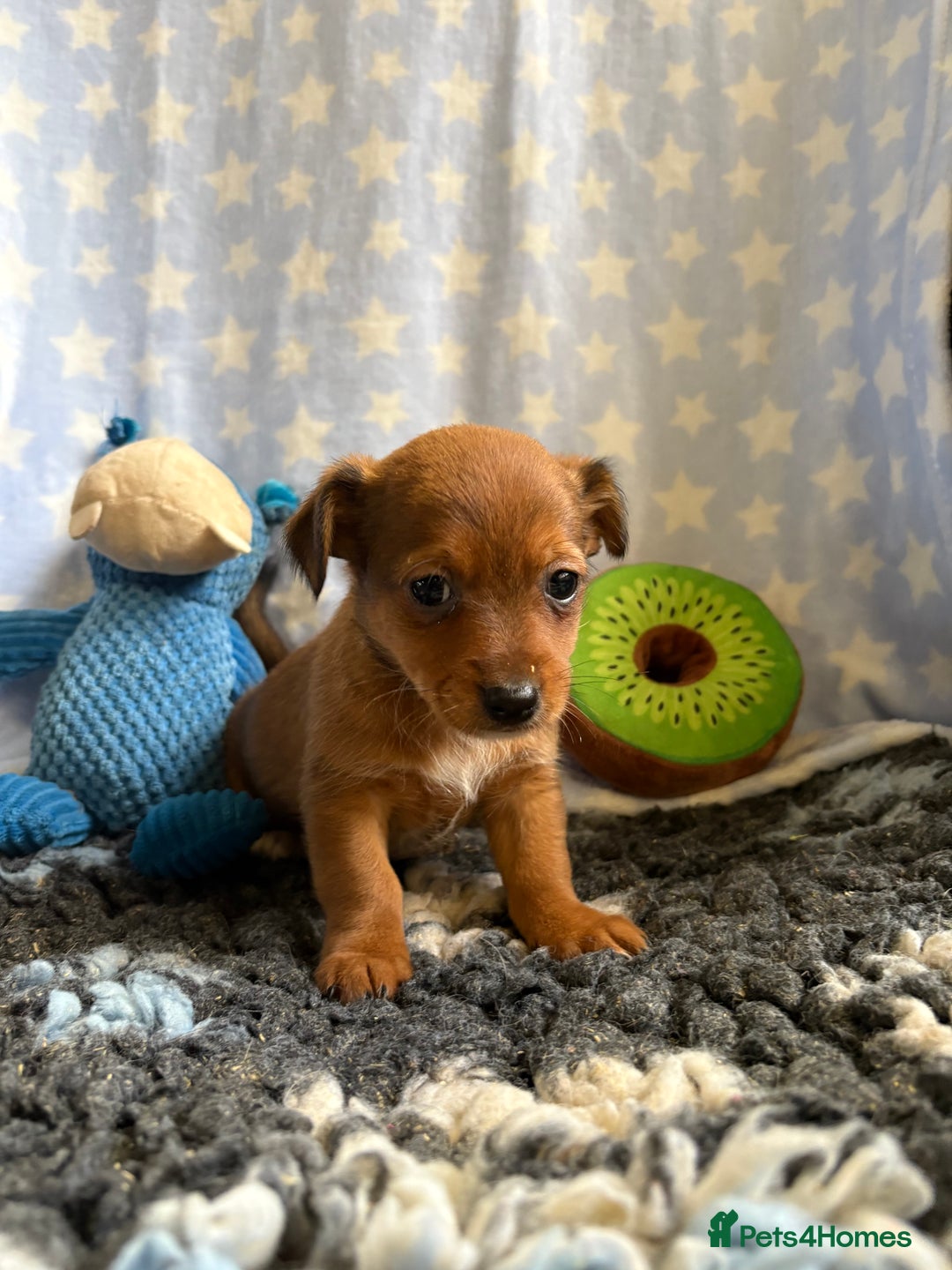 Mixed Breed dogs for sale: Stunning Tiny Yorkie Jack puppies  - Image 11