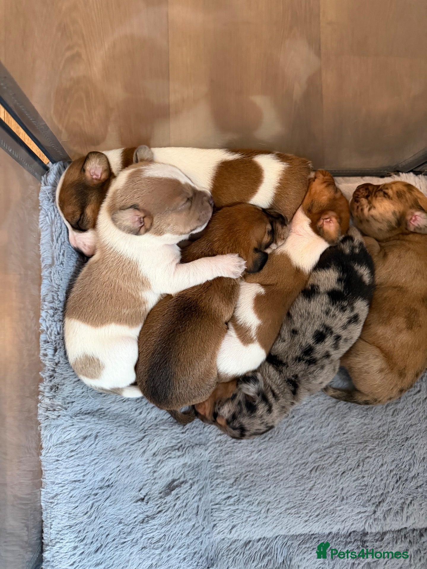 Mixed Breed dogs Jack bullshund - Advert 1