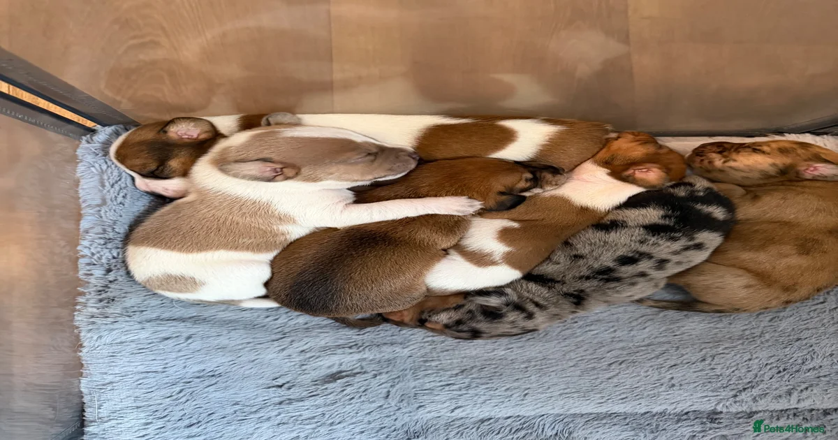 Mixed Breed Puppies for sale in Hemsworth, West Yorkshire | Pets4Homes