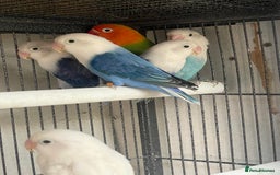 Lovebirds birds for sale: Love birds  - Image 9