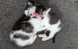 Domestic Shorthair cats for sale: 2 Beautiful Female Kittens Available for Rehoming - Image 8