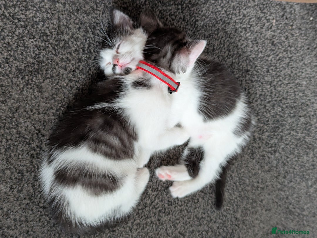 Domestic Shorthair cats for sale: 2 Beautiful Female Kittens Available for Rehoming - Image 8