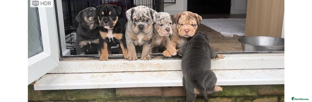 Olde English Bulldogge dogs for stud: 💥olde English bulldogge stud💥 in Rotherham - Advert 28