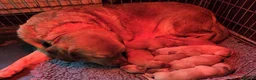Goldador dogs for sale: Gorgeous Goldador Puppies  - Advert 9