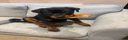 Rottweiler dogs for sale: Massive Rottweiler  - Advert 7