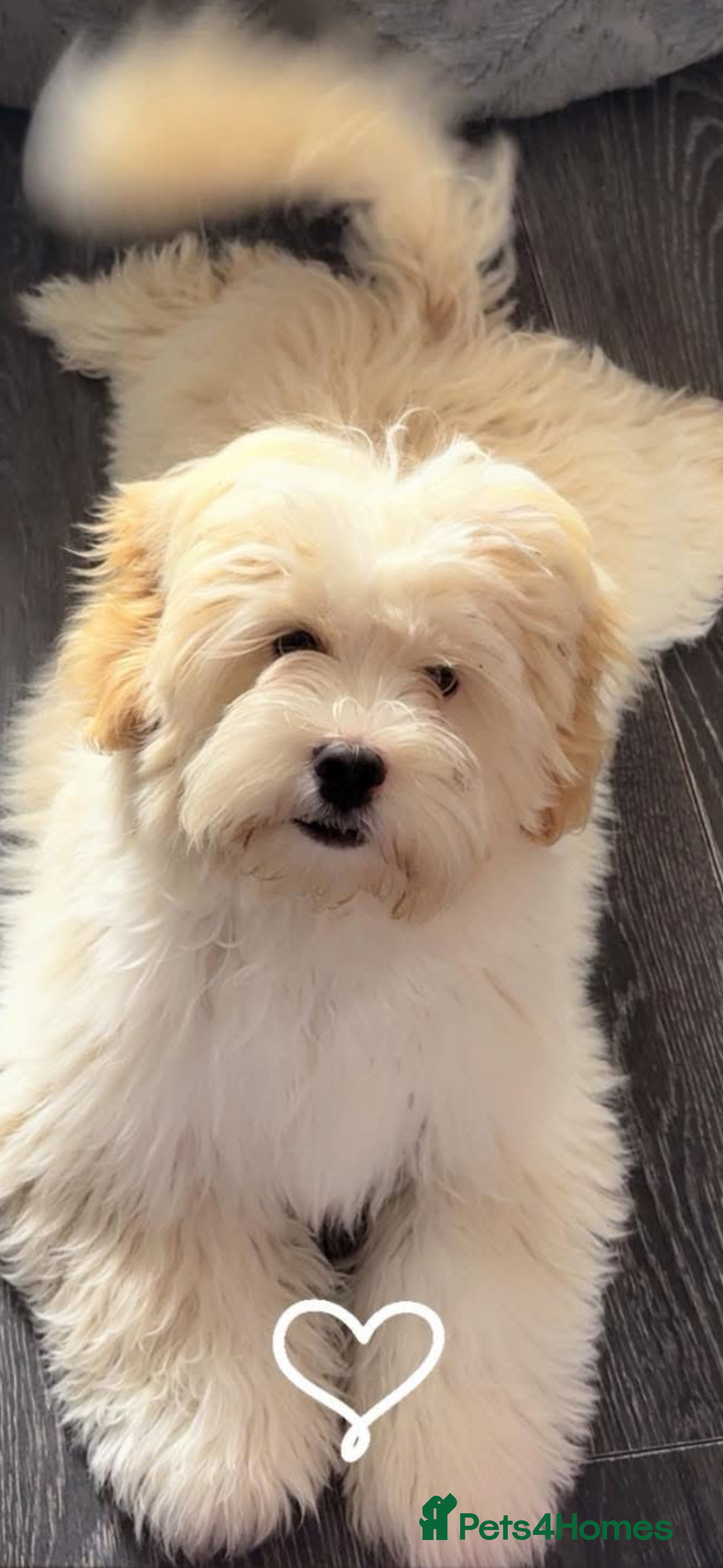 Lhasapoo dogs Lhasapoo  - Advert 4