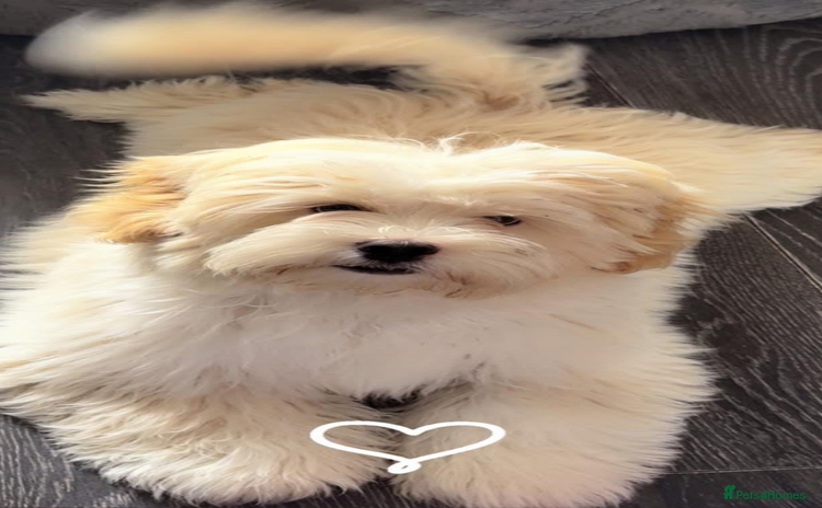 Lhasapoo dogs Lhasapoo  - Advert 1