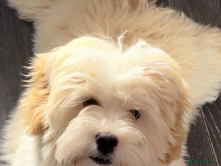 Lhasapoo dogs for sale: Lhasapoo - Advert 1