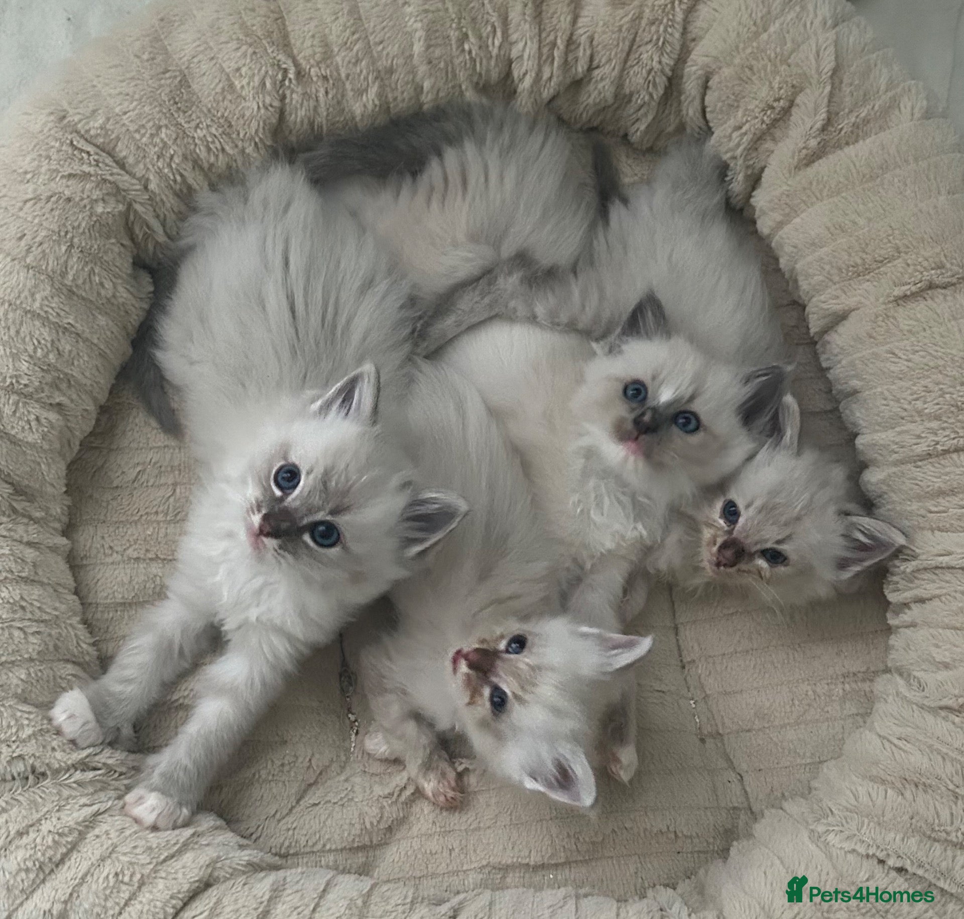 Ragdoll cats Ragdoll kittens - Advert 18