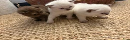 British Shorthair cats for sale: Beautiful British shorthair females  - Advert 16