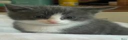 Ragdoll cats for sale: 2 ragdoll cross kittens  in Haddington - Advert 15
