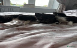 Domestic Shorthair cats for sale: 3 little girls available  - Image 3