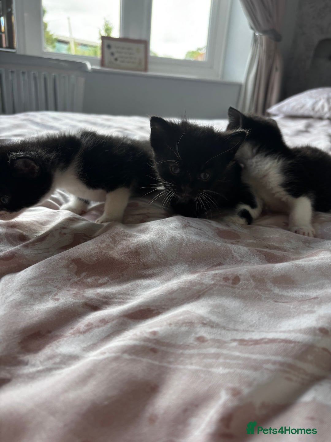Domestic Shorthair cats for sale: 3 little girls available  - Image 3
