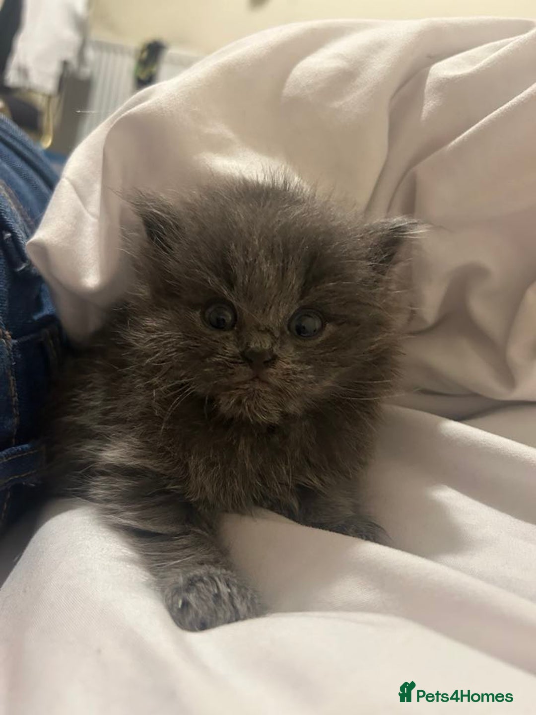 Mixed Breed cats for sale: Beautiful Mixed grey kitten ready for a new home! - Image 4