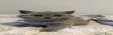 British Shorthair 4