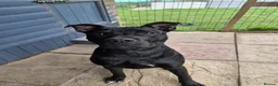 Staffordshire Bull Terrier dogs for adoption: Murphy - Advert 2