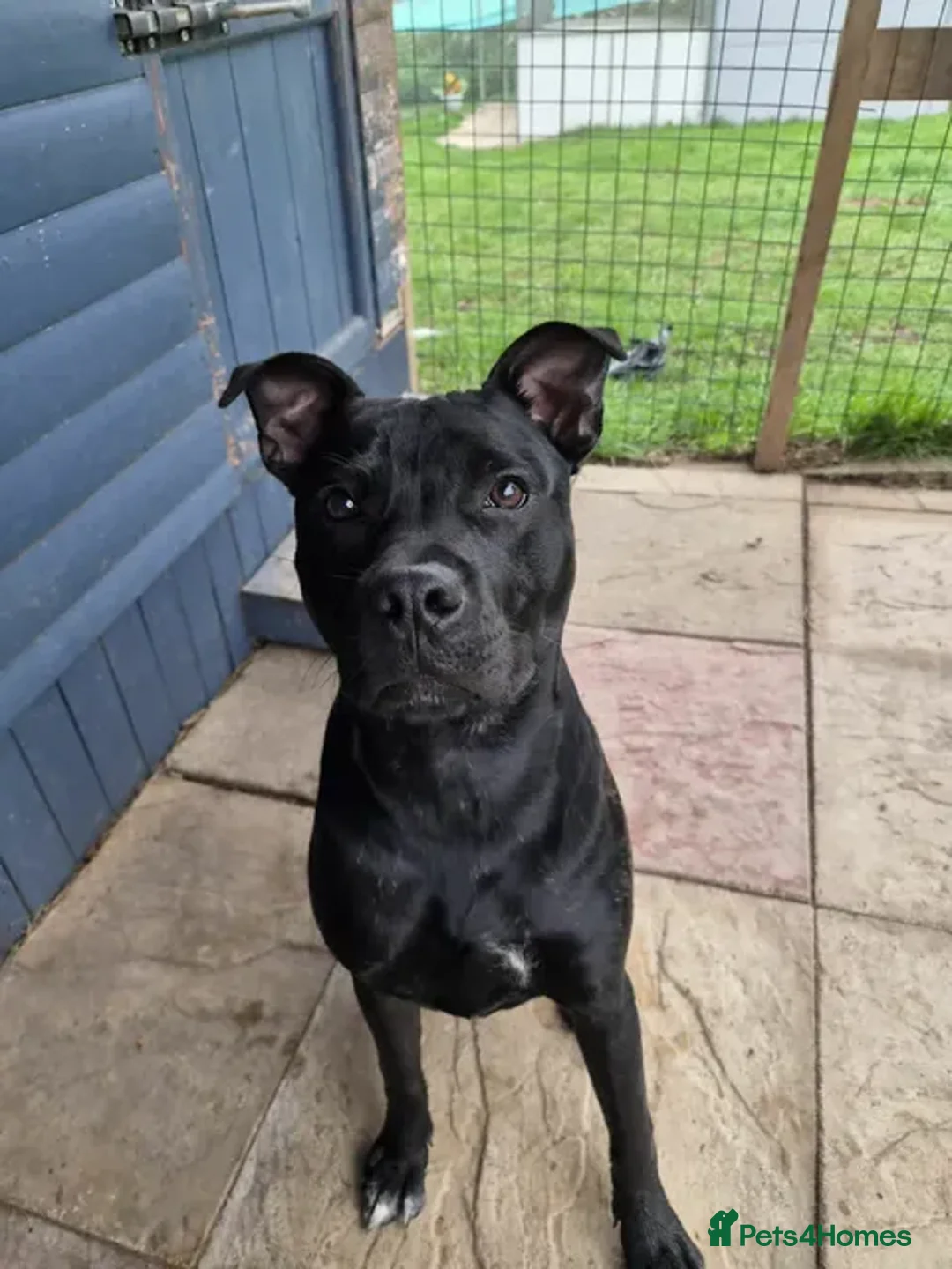Staffordshire Bull Terrier dogs for adoption: Murphy - Advert 2