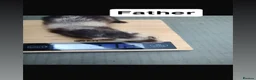 Ferret rodents for sale: True micro ferret kits  in Burton-on-Trent - Advert 8