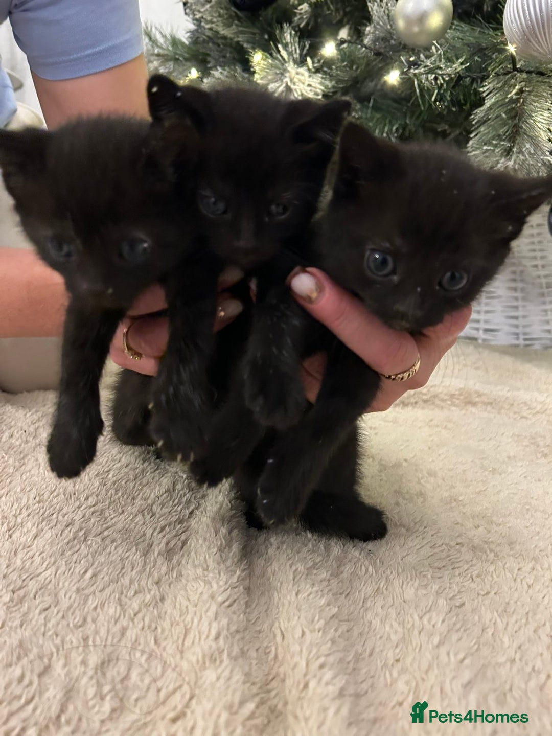 Mixed Breed cats for sale: Little kitties - Advert 9