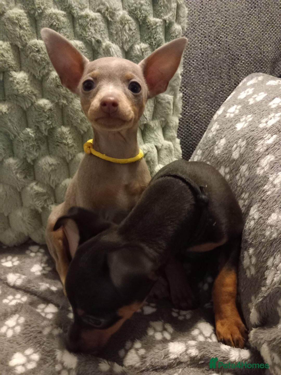 Miniature Pinscher dogs for sale: KC Reg Mini Pins, 2 remaining (READY TO LEAVE NOW) - Advert 5