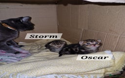 Mixed Breed cats for sale: 2 cute boys Russian blue and Bengal mix  - Advert 13