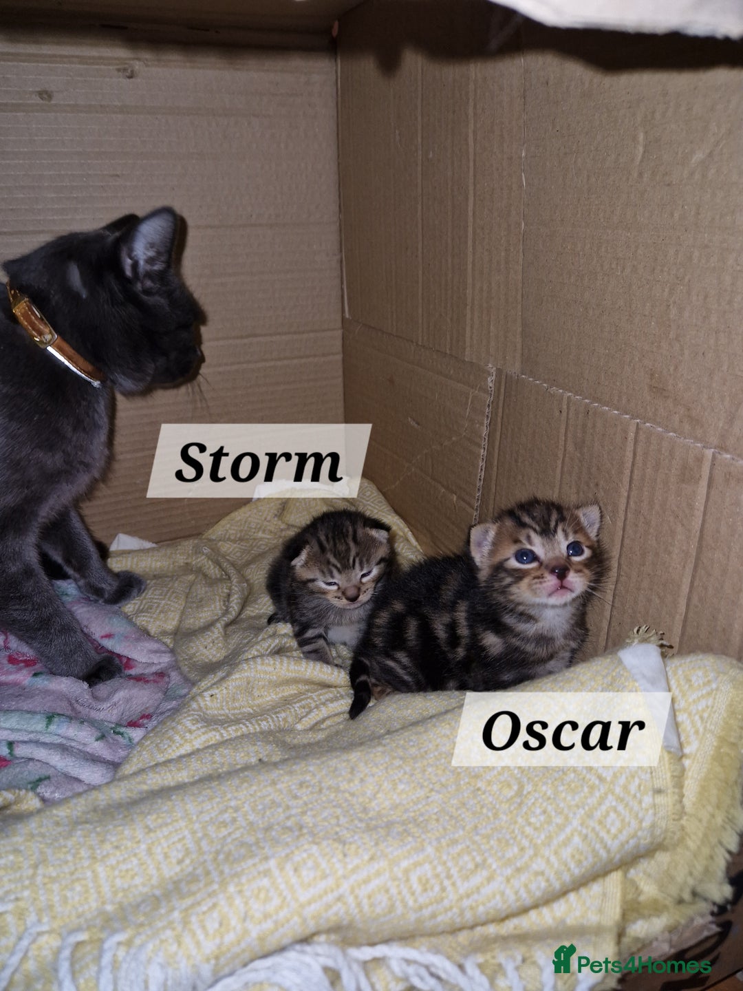 Mixed Breed cats for sale: 2 cute boys Russian blue and Bengal mix  - Advert 13