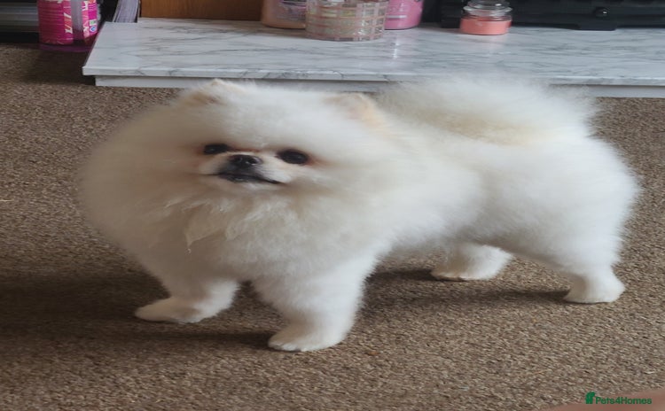 Pomeranian dogs White KC Registered pomeranian. *Stud duties only* - Advert 16