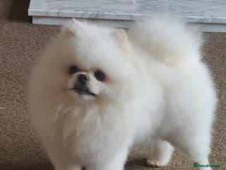 Pomeranian dogs White KC Registered pomeranian. *Stud duties only* - Advert 4