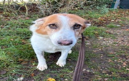 Mixed Breed dogs for adoption: Freud - Norwich Norfolk  - Advert 3