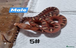 Corn Snake reptiles for sale: Scaleless bloodred pied sided - Image 1