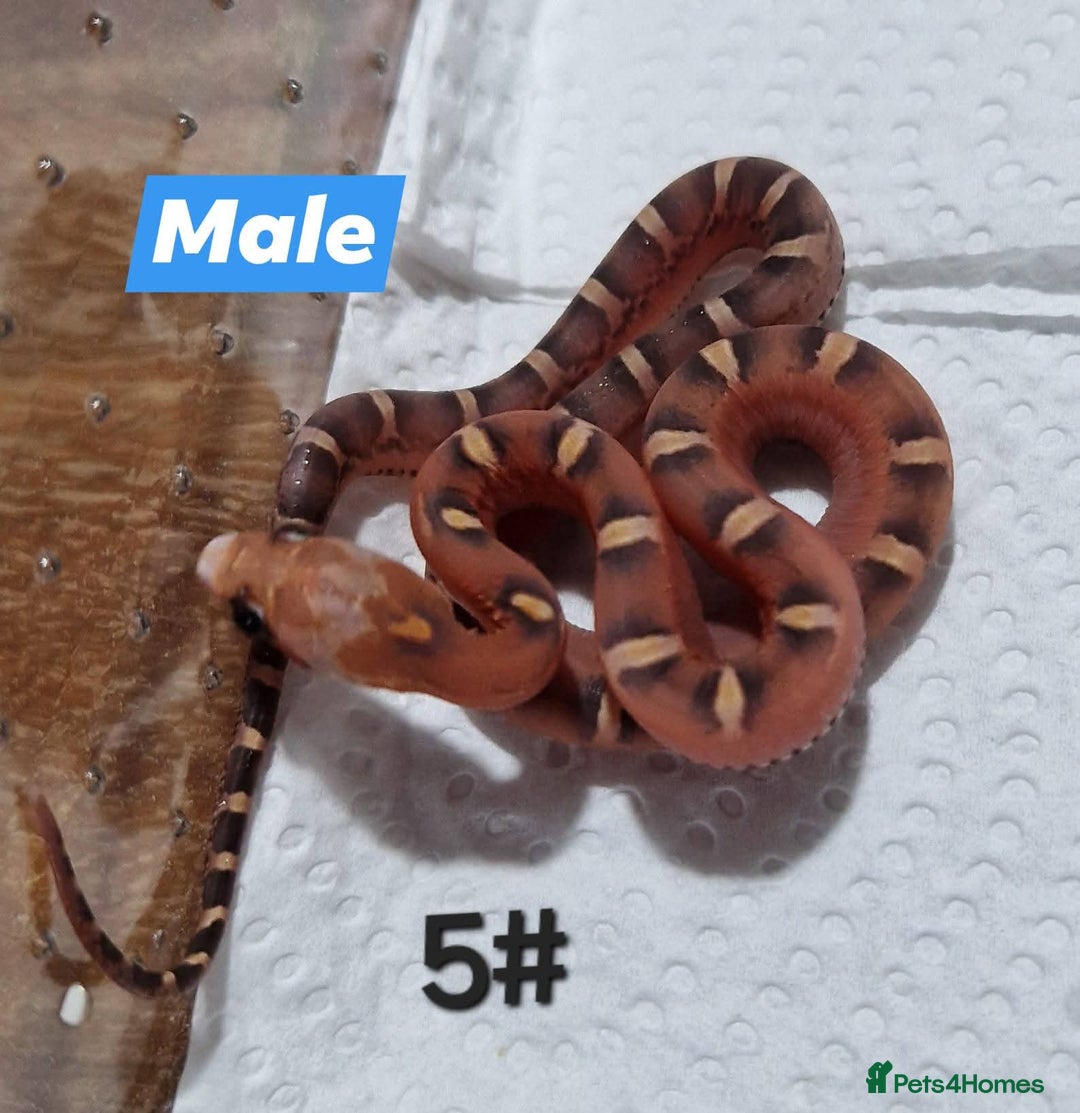 Corn Snake reptiles for sale: Scaleless bloodred pied sided - Image 1