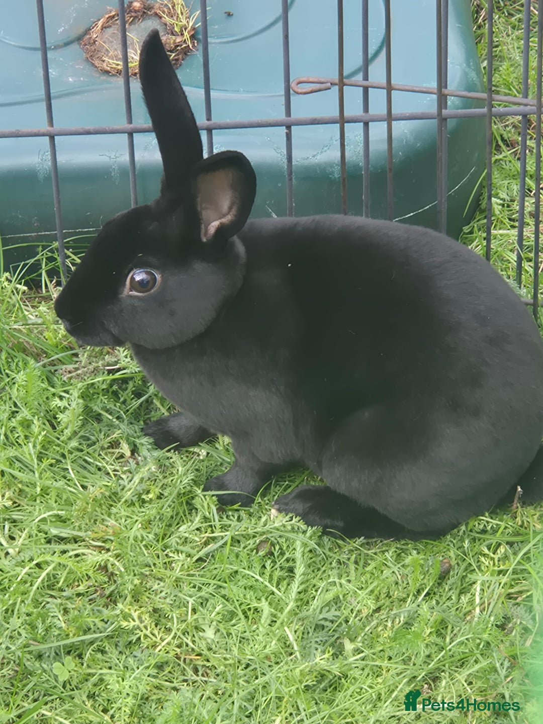 Rex rabbits for sale: Rex Rabbits 13-15 weeks - Image 2