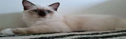 Ragdoll cats for sale: 💠FiFe registered Ragdoll kittens for sale💠 in Bristol - Advert 7
