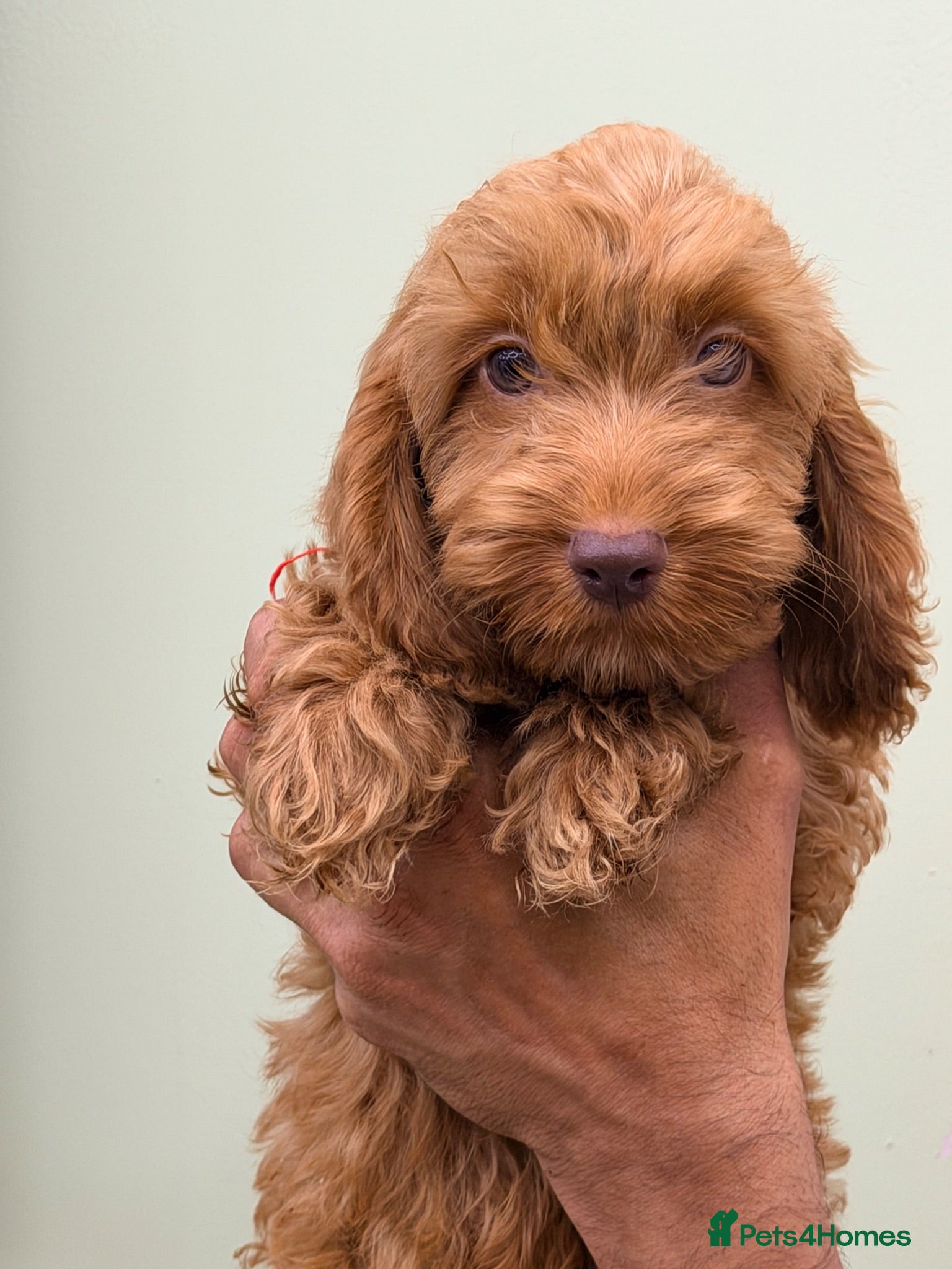 Cockapoo dogs F1 Toy Size Beautiful Pups PRA and DNA Tested - Advert 1